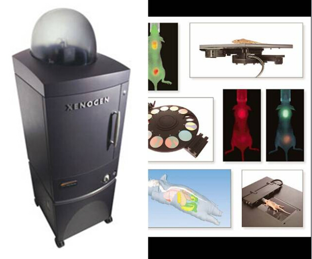 小动物体内成像系统